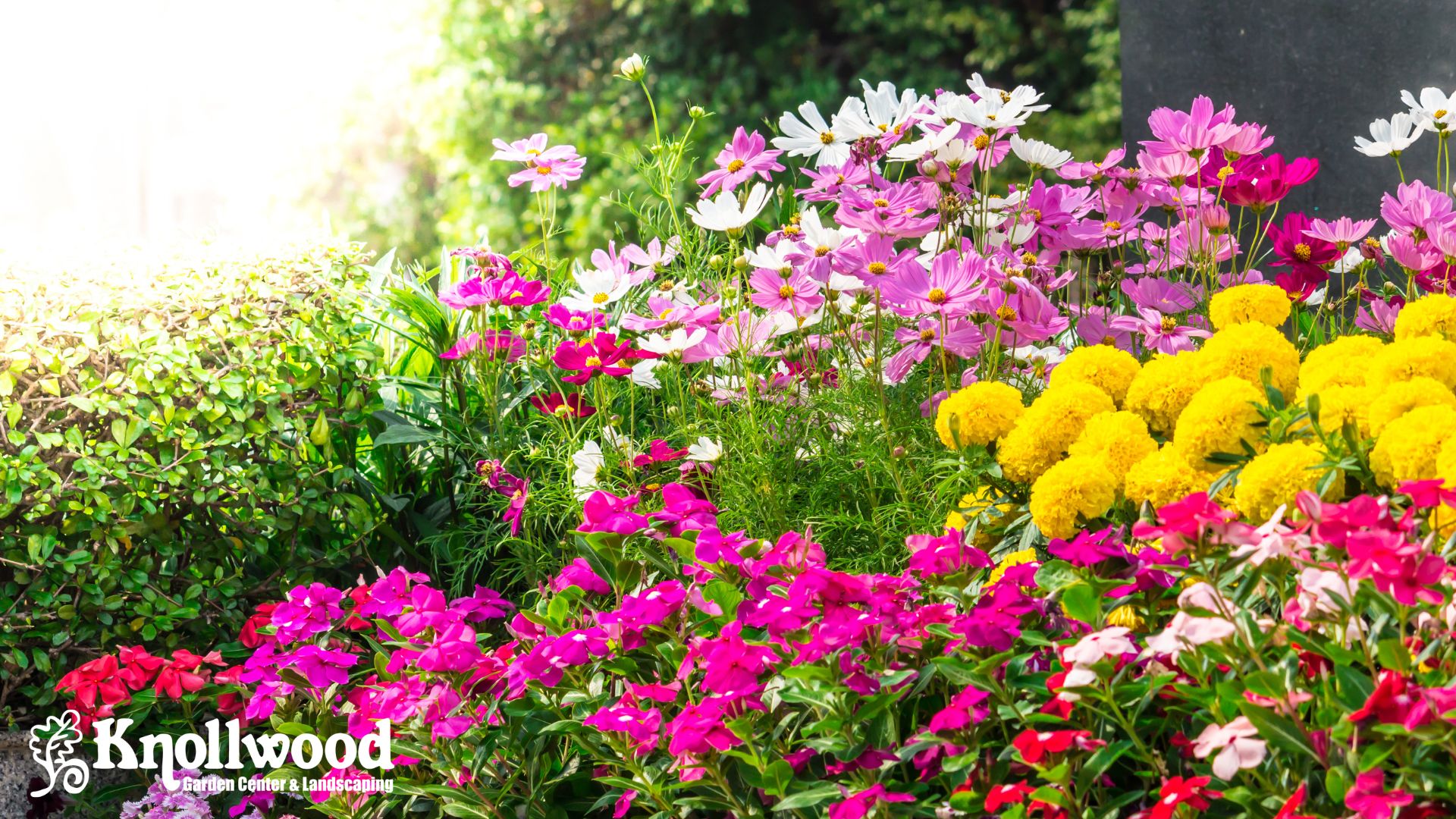 How to Design Your Dream Garden: A Guide to Layering Plants for Shape, Color, and Structure